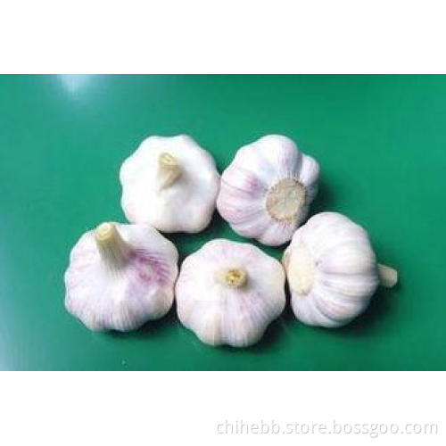 Garlic Seed Extract 1-5% Allicin CAS NO. 539-86-6 For Plant